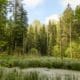 Forêt du Parc naturel du Jorat baignée de lumière naturelle