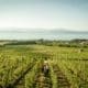 Bannière du Swiss Wine Tour avec paysage viticole suisse