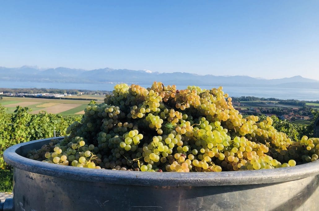 Vendanges dans les vignobles des Vins de La Côte AOC